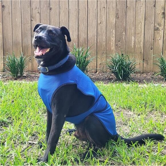 Dog Cooling Vest. Lightweight Jacket with Evaporative Cool Microfiber Technology - Picture 5 of 7